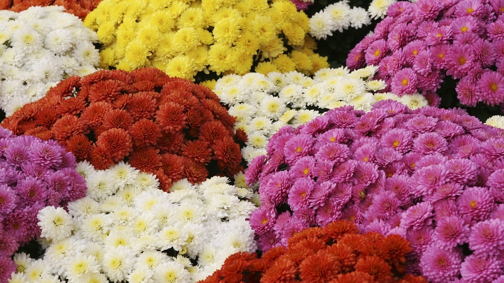 Roter Rosenstrauß als Geschenk